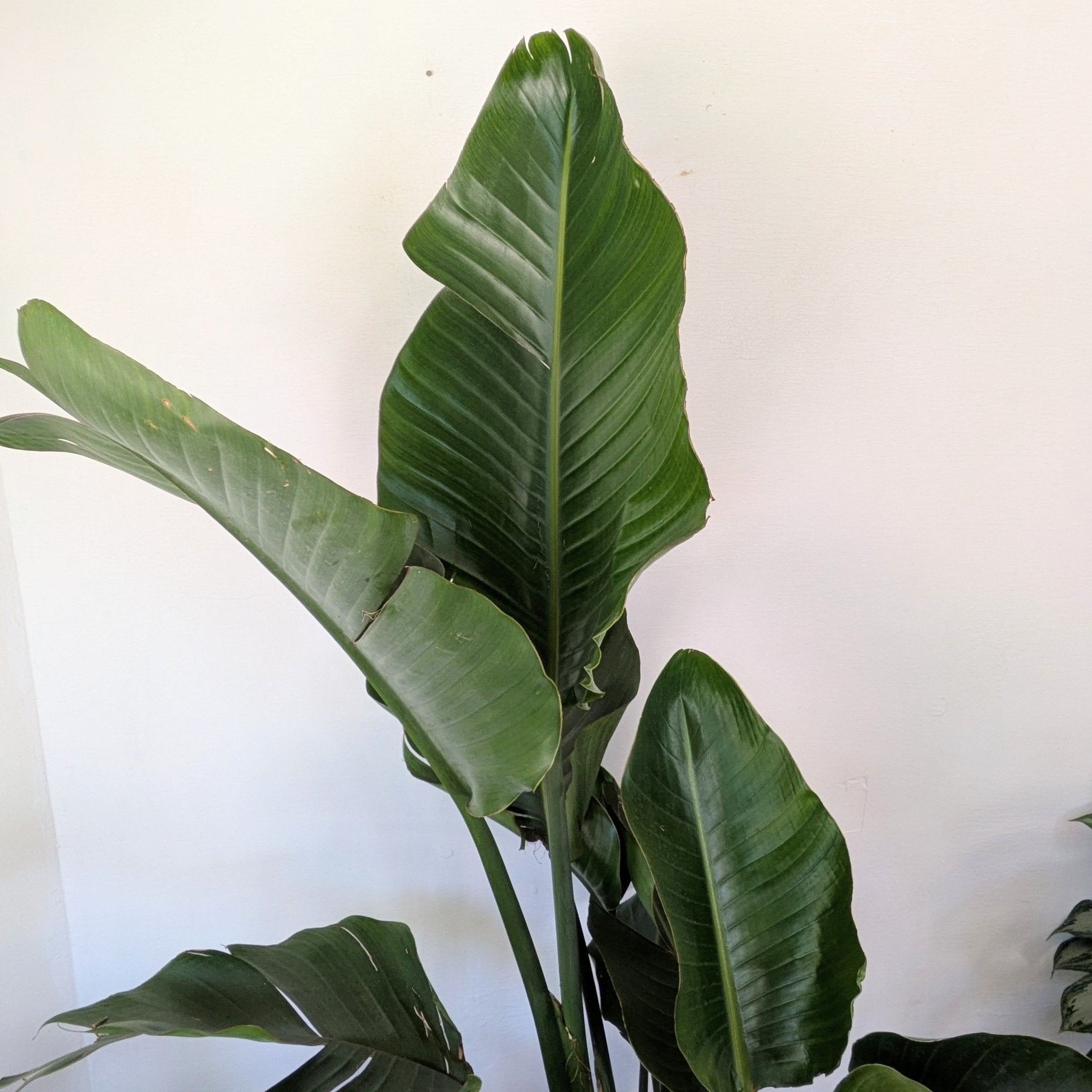 10" Bird of Paradise - MIKAPlant