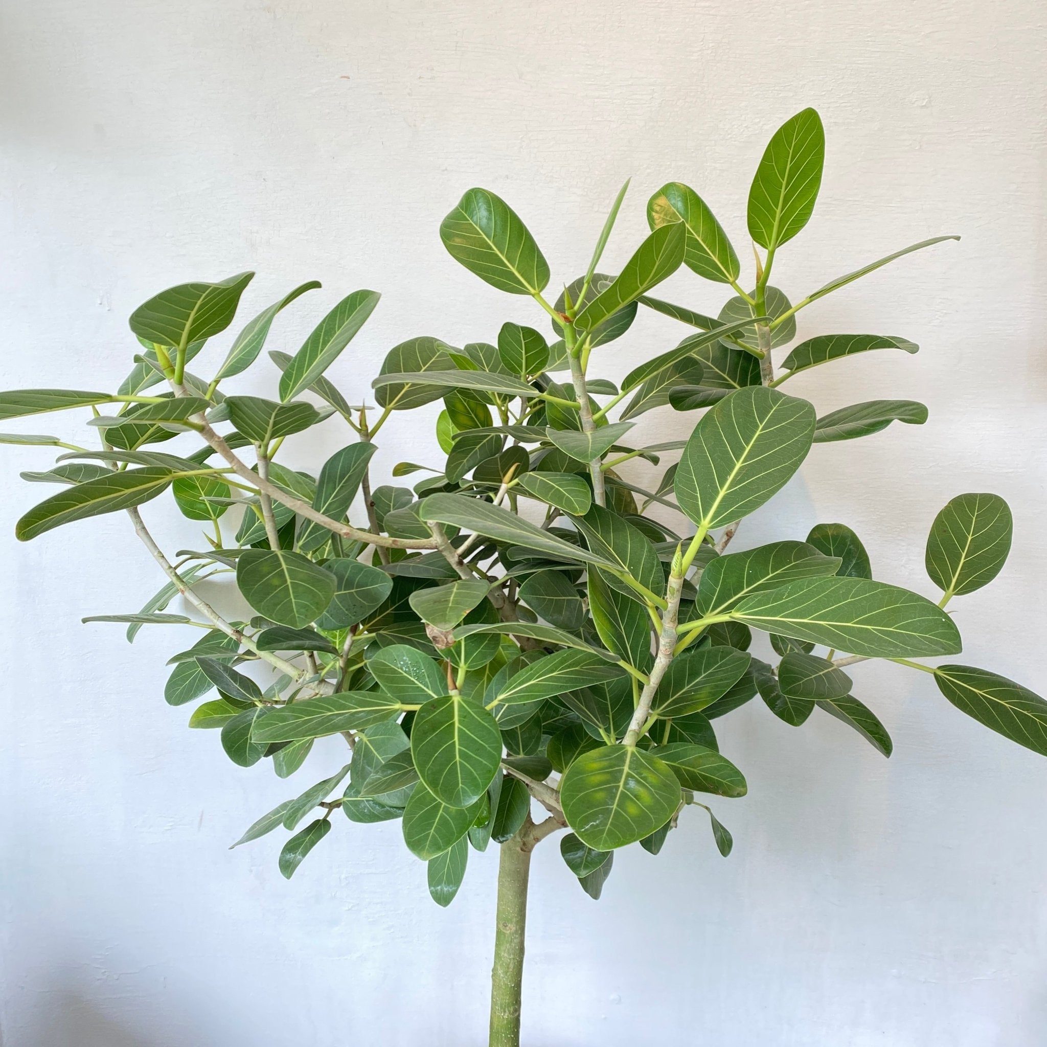 10" Ficus Audrey - MIKAPlant
