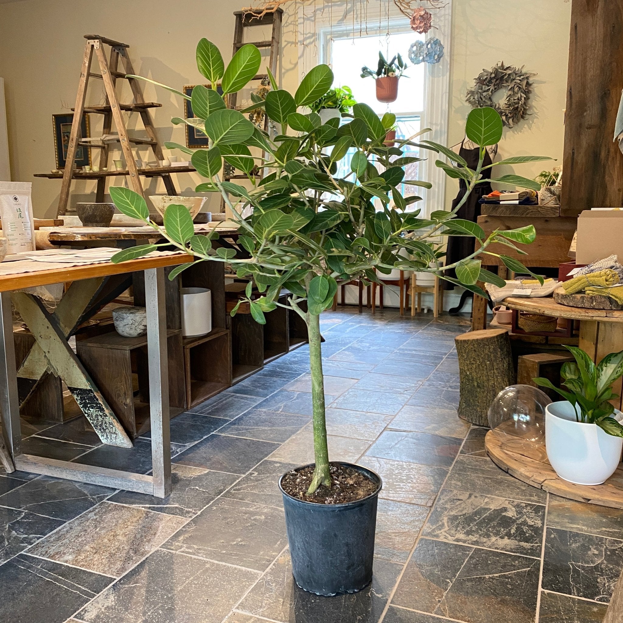 10" Ficus Audrey - MIKAPlant