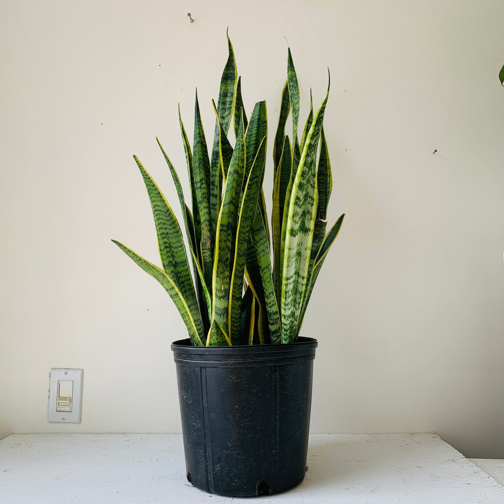 10" Sansevieria Lourentii - MIKAFleurPlant