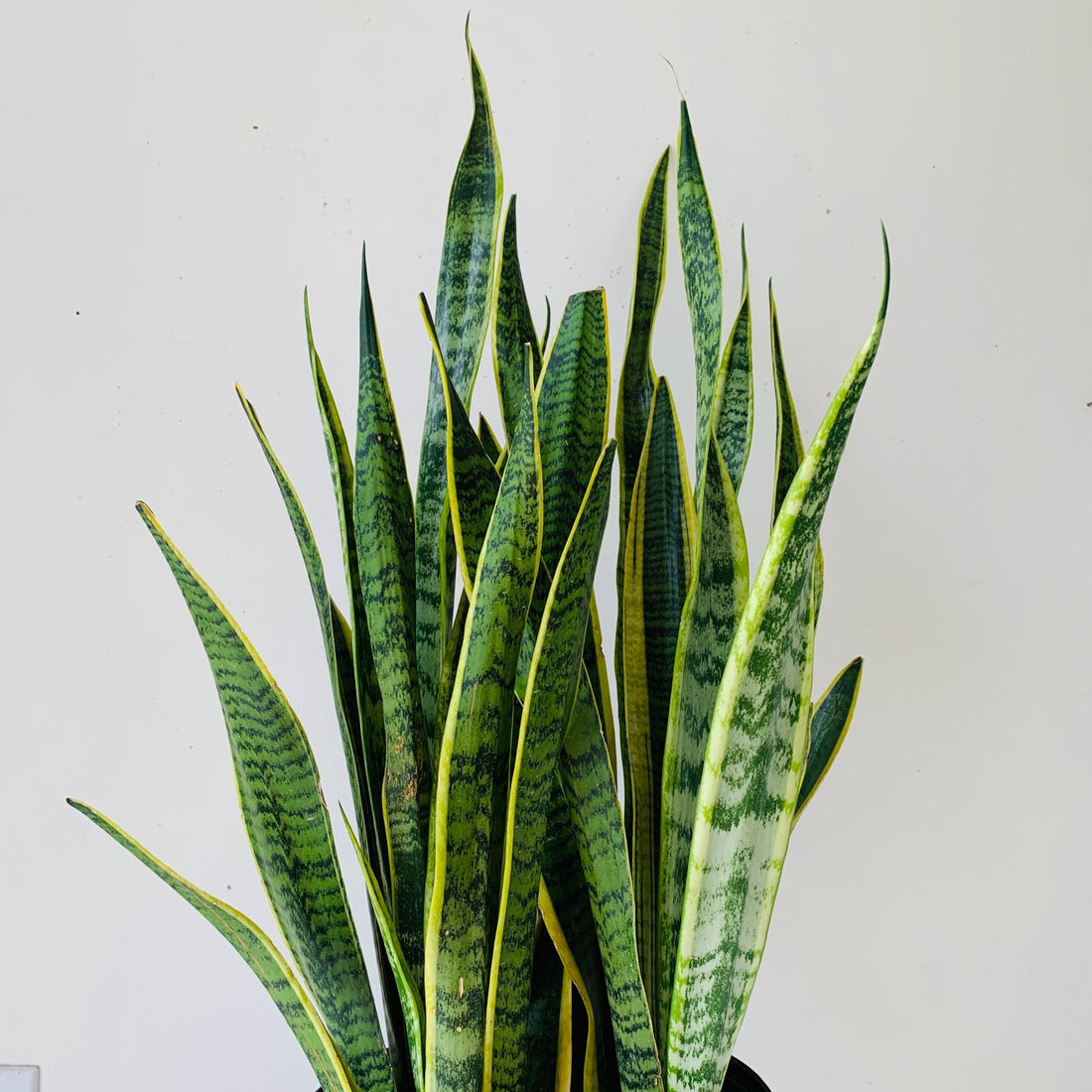 10" Sansevieria Lourentii - MIKAFleurPlant