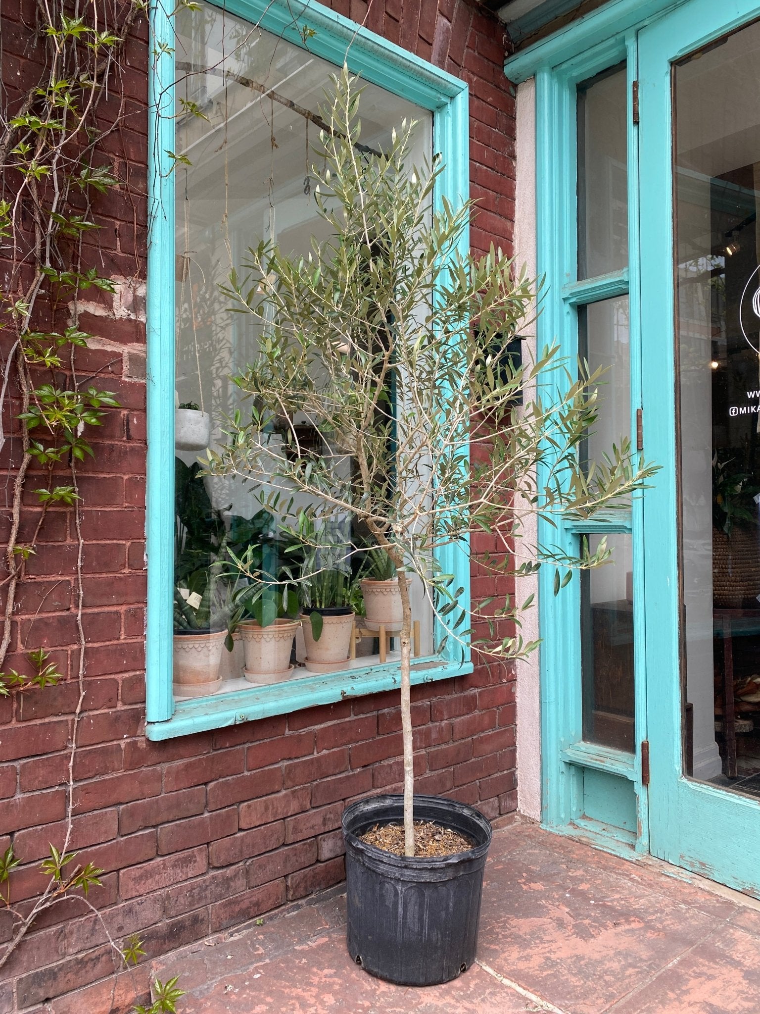 14" Olive Tree - MIKA