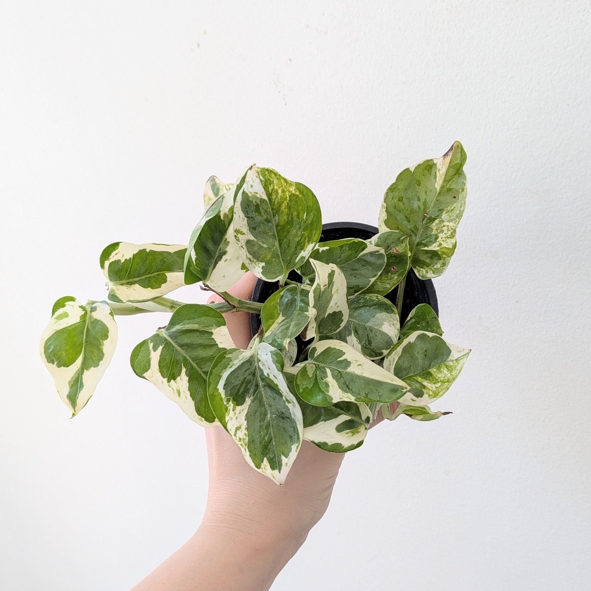 3" Pothos - MIKAPlant