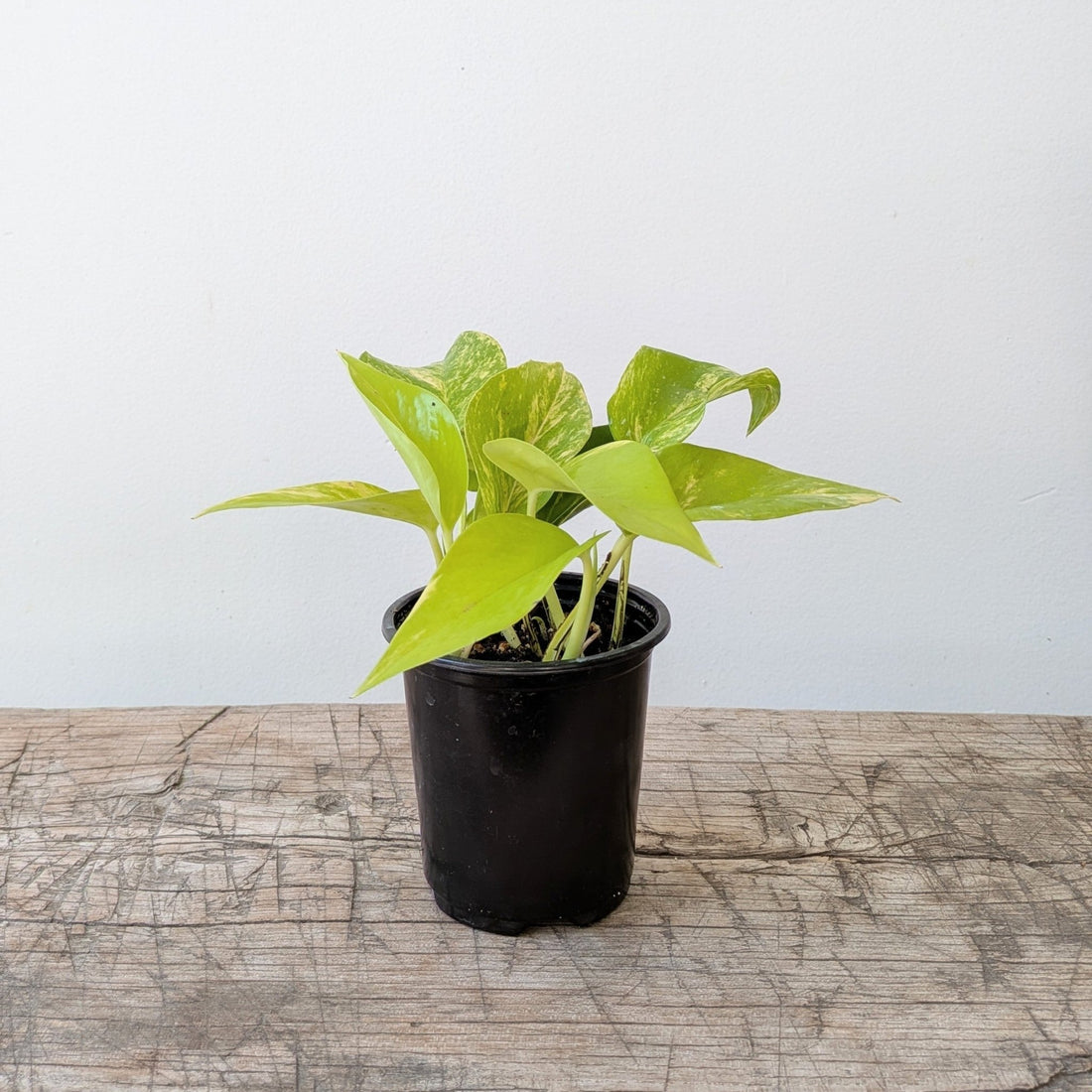 3" Teruno Kaguya Lemon pothos - MIKAPlants