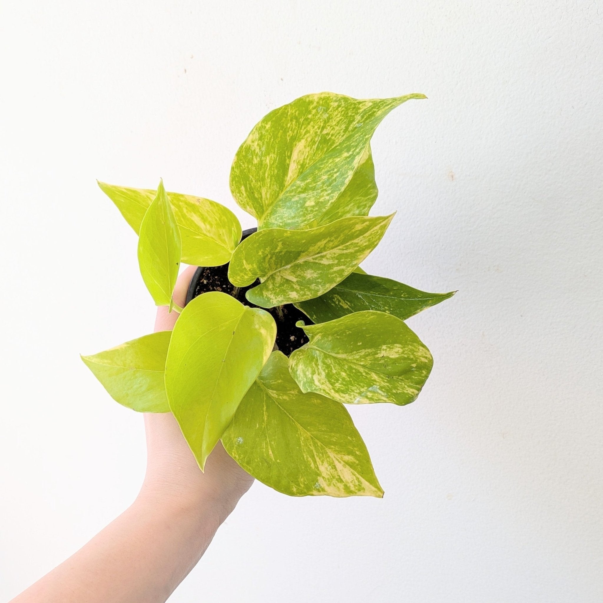 3" Teruno Kaguya Lemon pothos - MIKAPlants