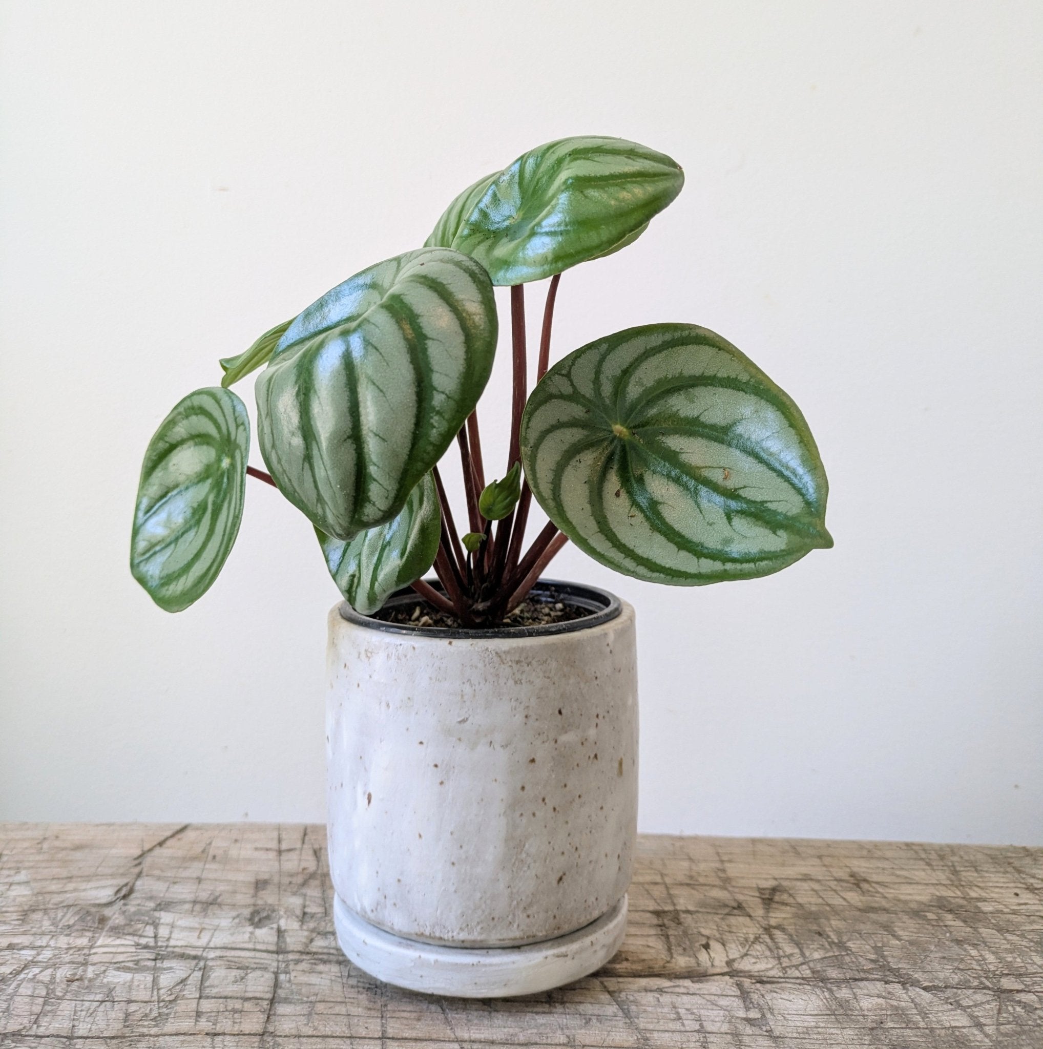 3.5" MIKA&