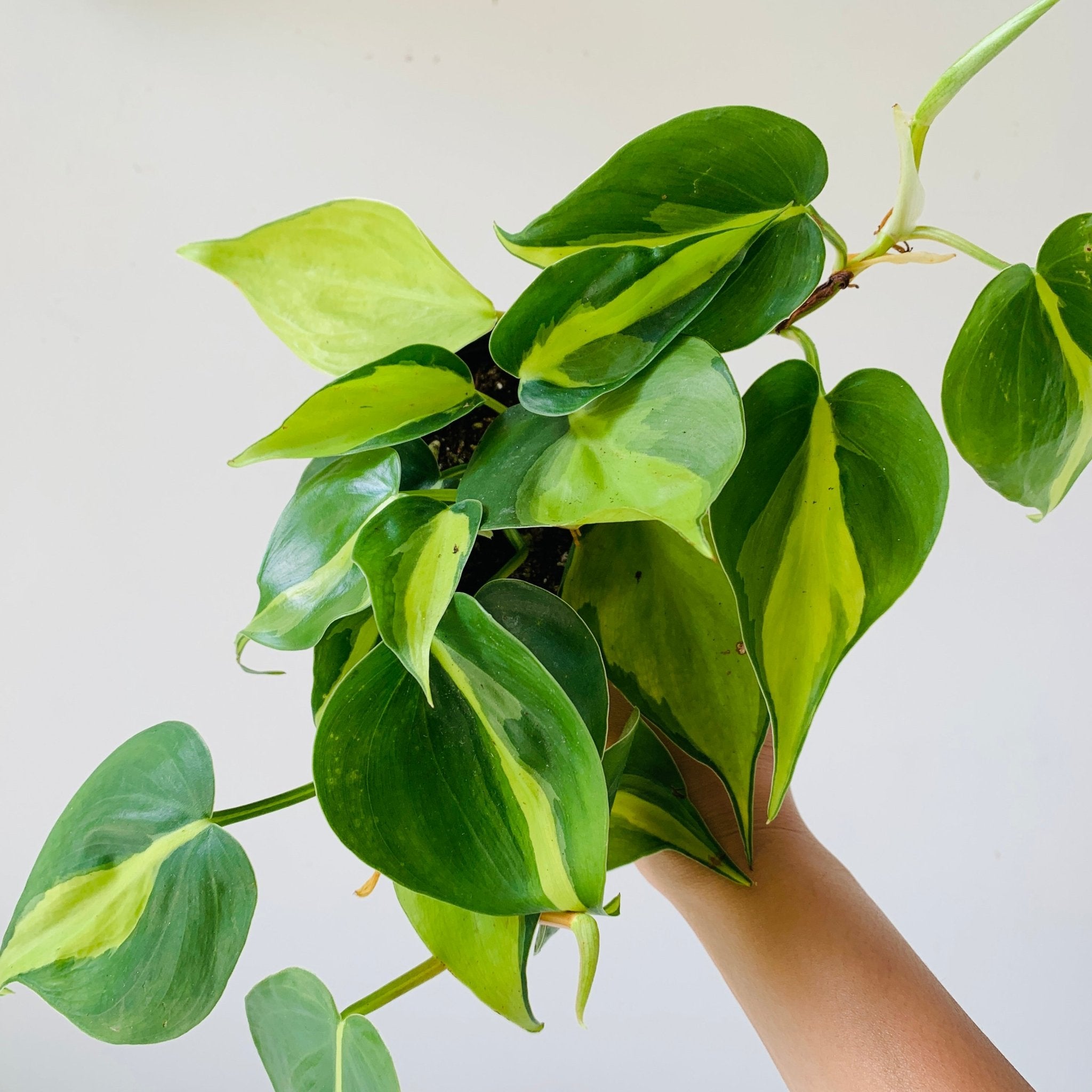 3.5" Philodendron Brasil - MIKAFleurPlants