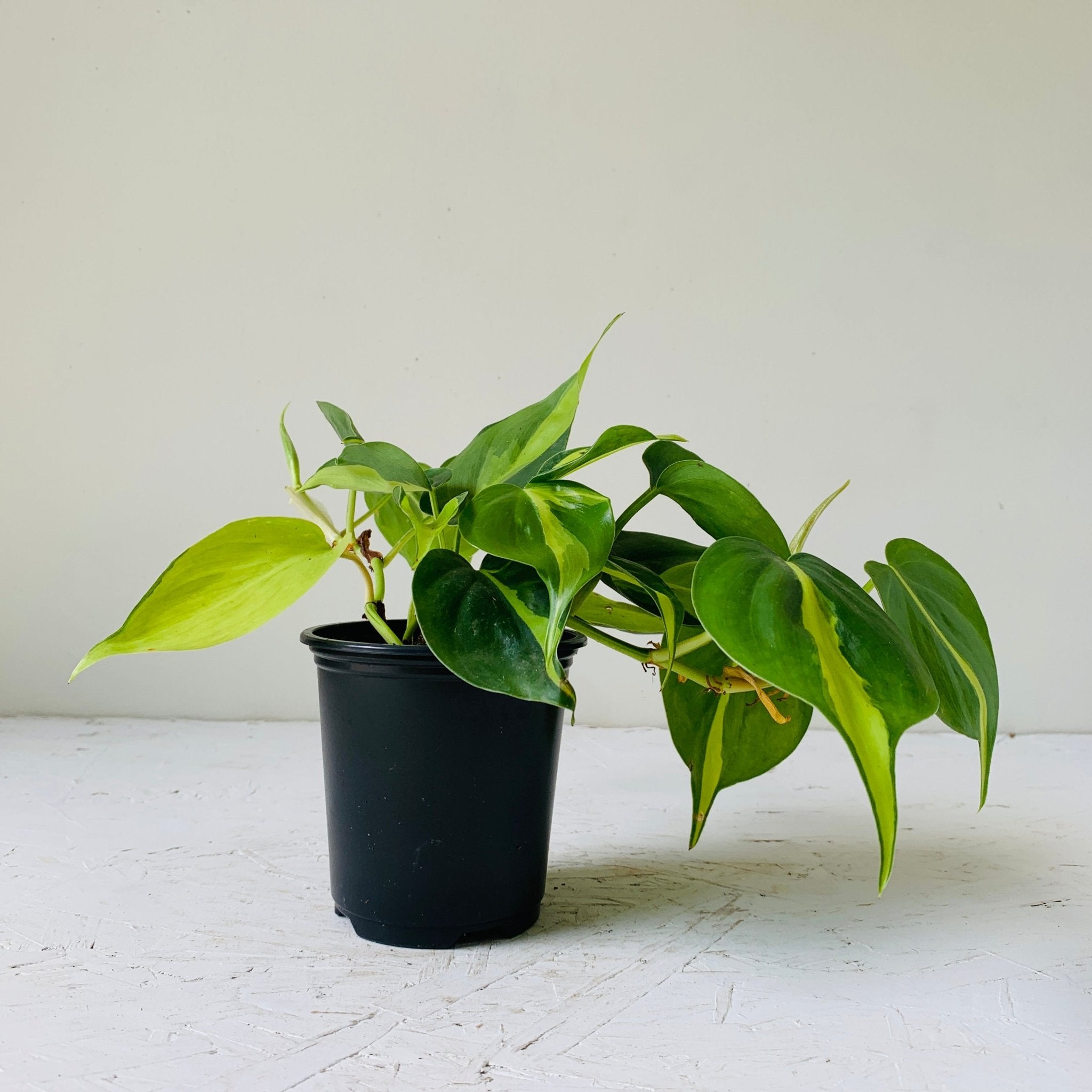 3.5" Philodendron Brasil - MIKAFleurPlants