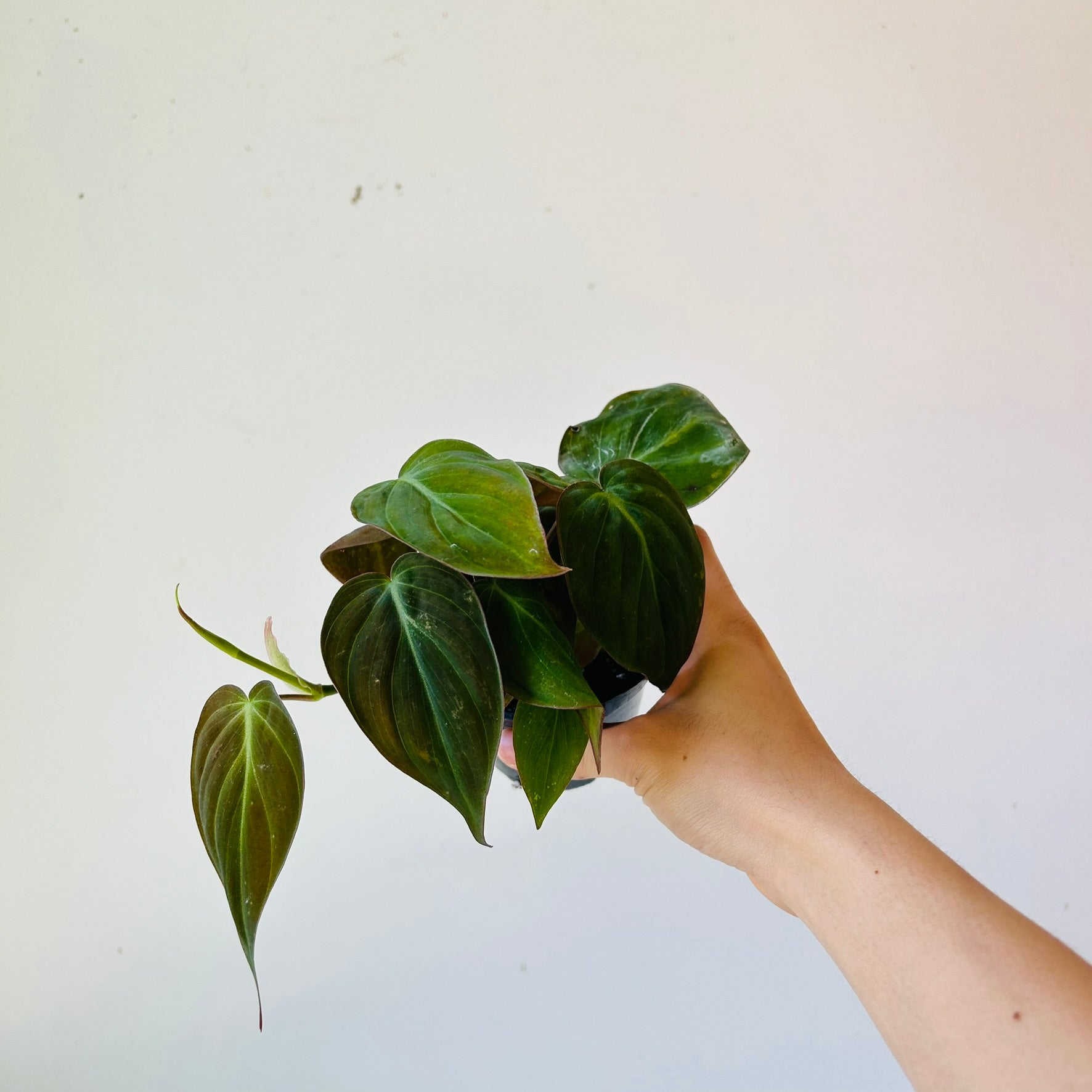 3.5” Philodendron Micans - MIKAFleurPlant
