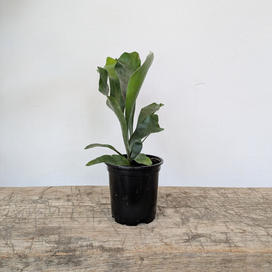4" Staghorn Fern - MIKAPlants
