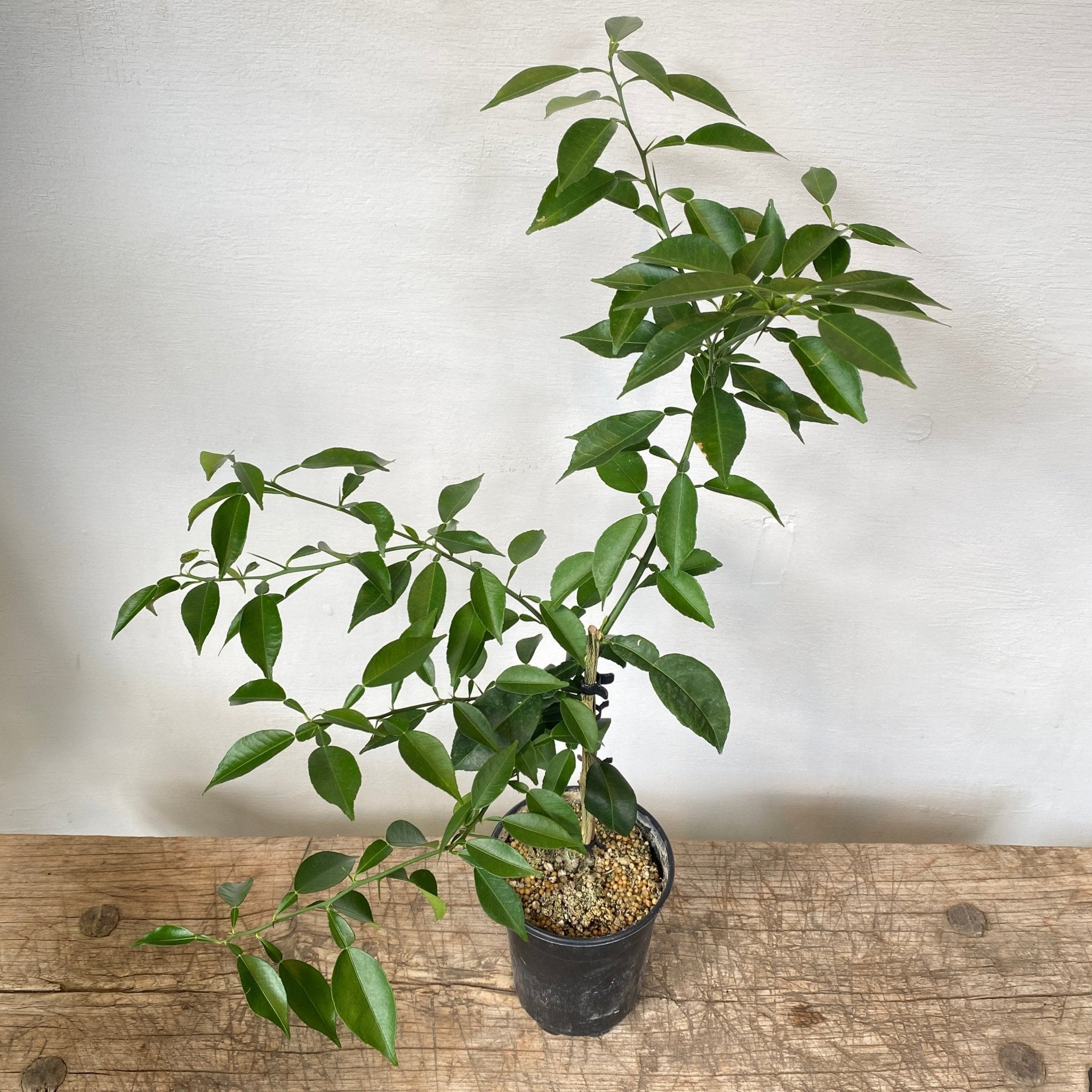 5" Citrus - Yuzu - MIKAPlant