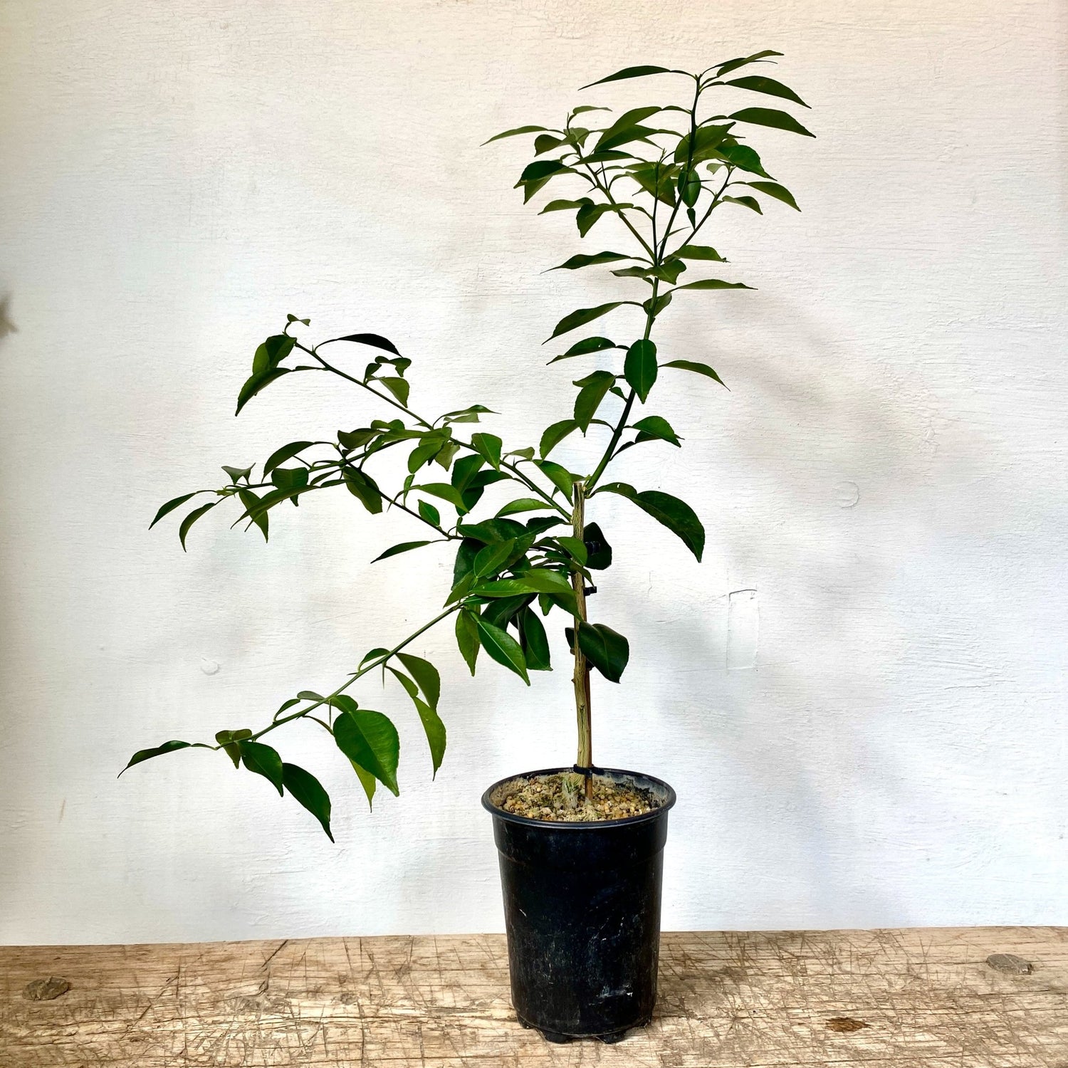 5" Citrus - Yuzu - MIKAPlant