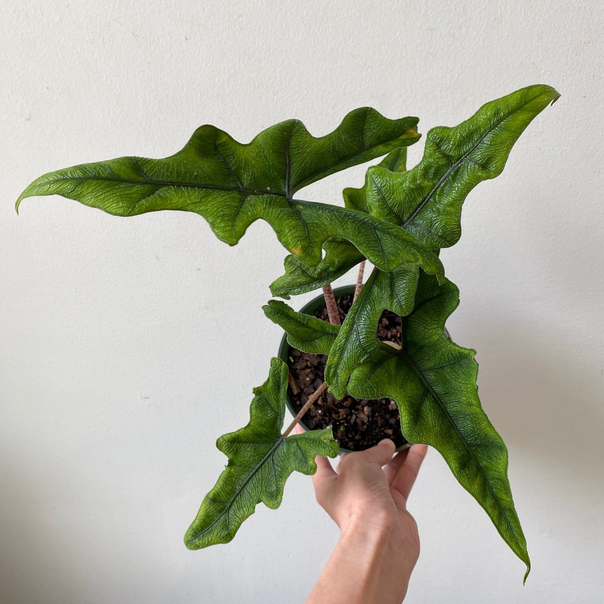 6" Alocasia Jacklyn - MIKAPlant