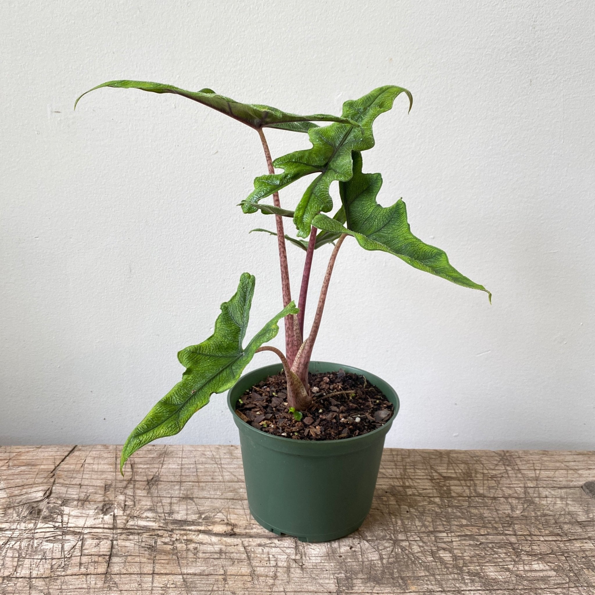 6" Alocasia Jacklyn - MIKAPlant