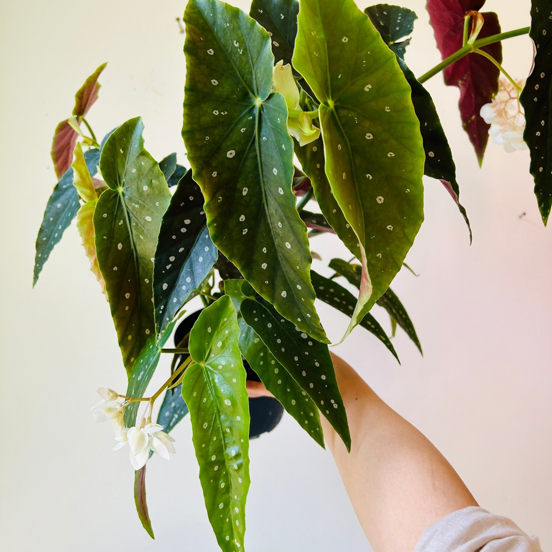 6" Begonia Maculata - MIKAFleurPlant