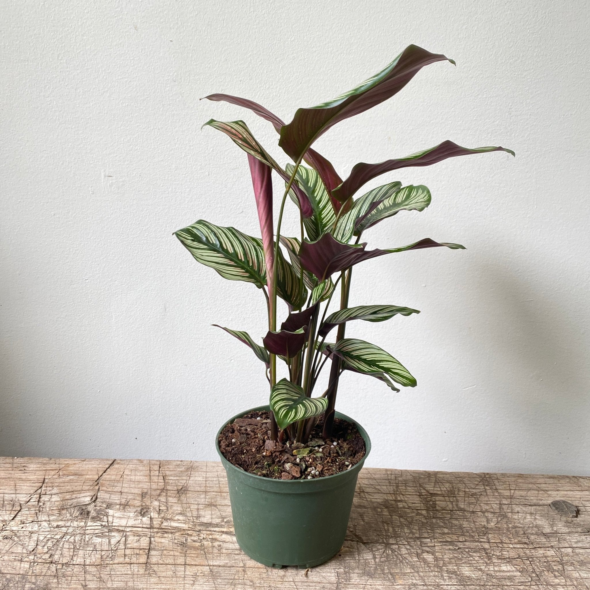 6" Calathea White Star - MIKAPlant