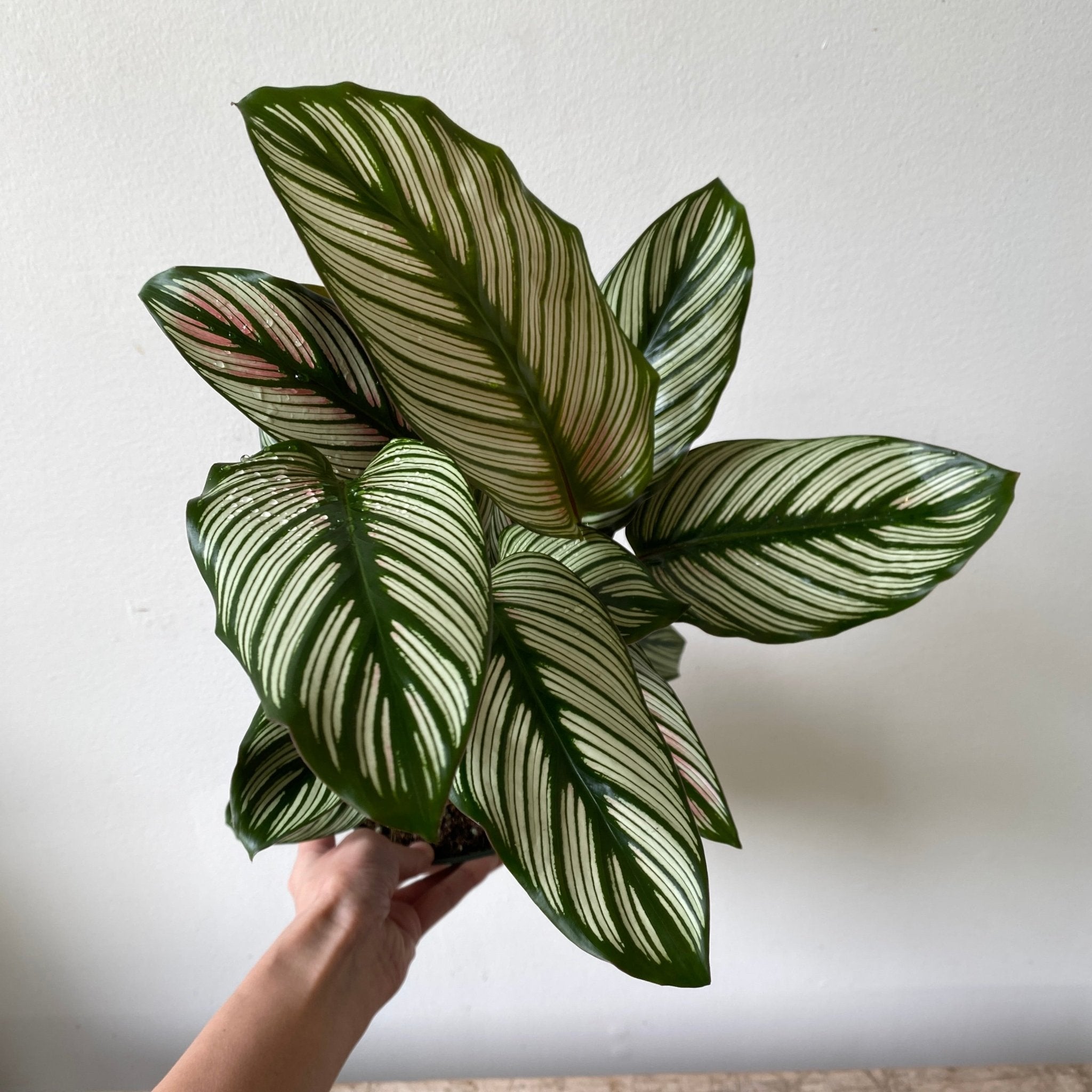 6" Calathea White Star - MIKAPlant