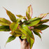 6" Chinese Evergreen(Aglaonema "Red siam") - MIKAFleurPlant