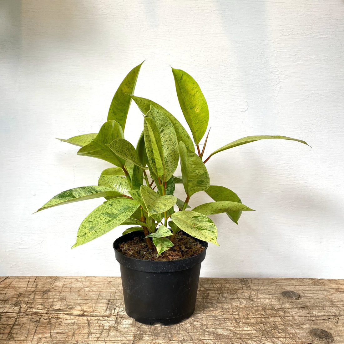 6" Ficus Shivereana &