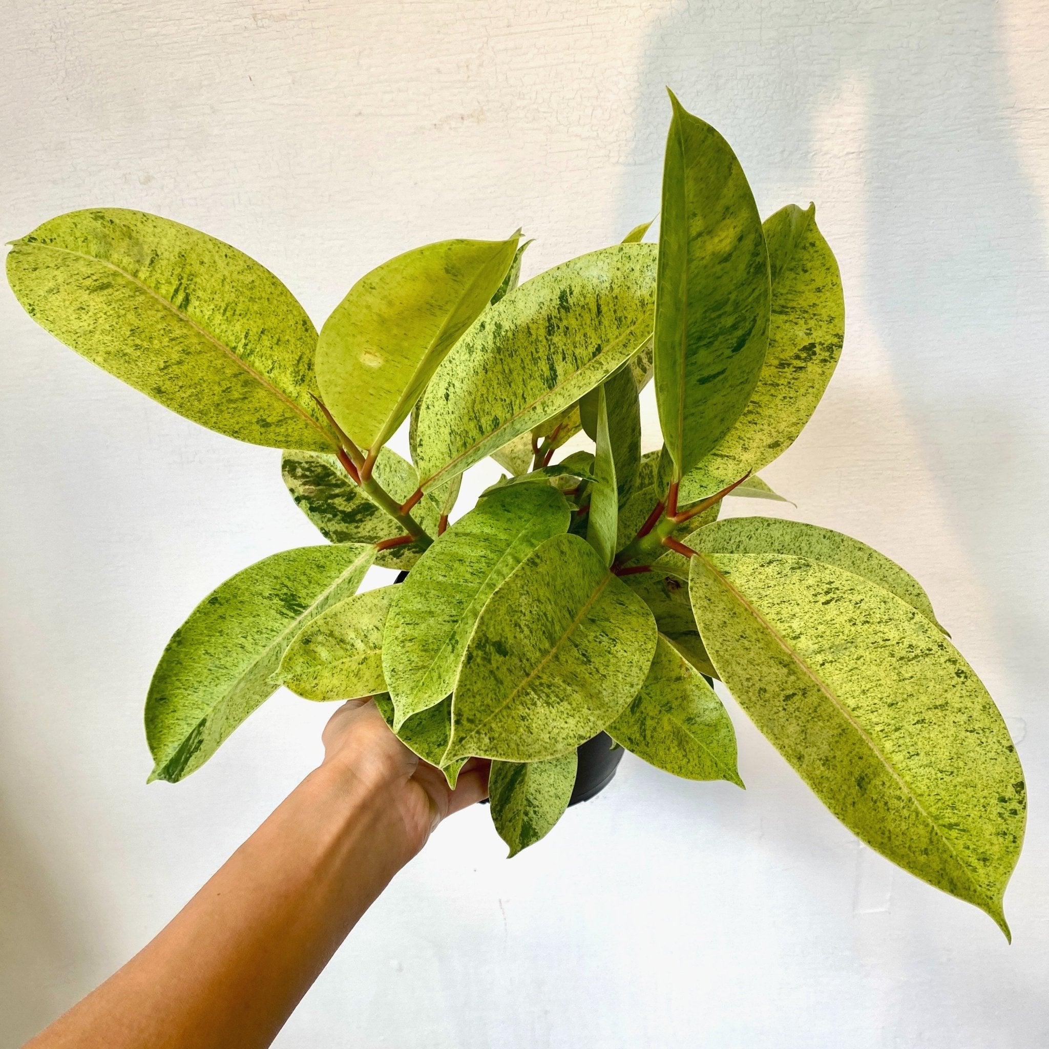 6" Ficus Shivereana &