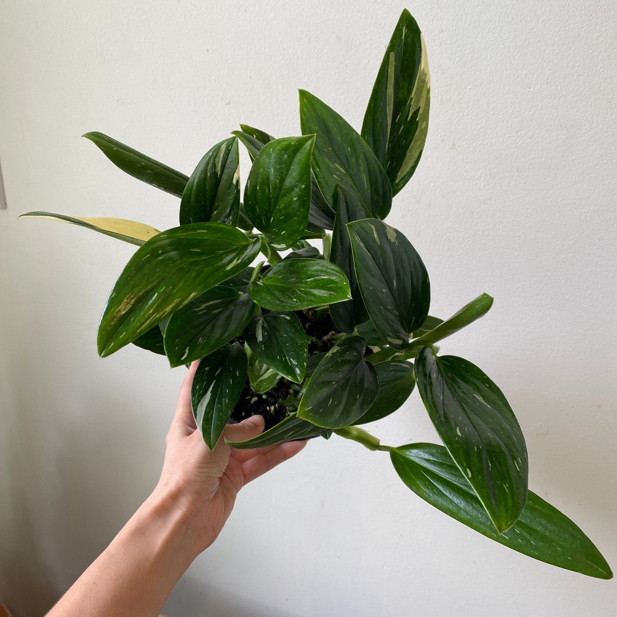 6" Monstera Standleyana Albo (Variegated) - MIKAPlants