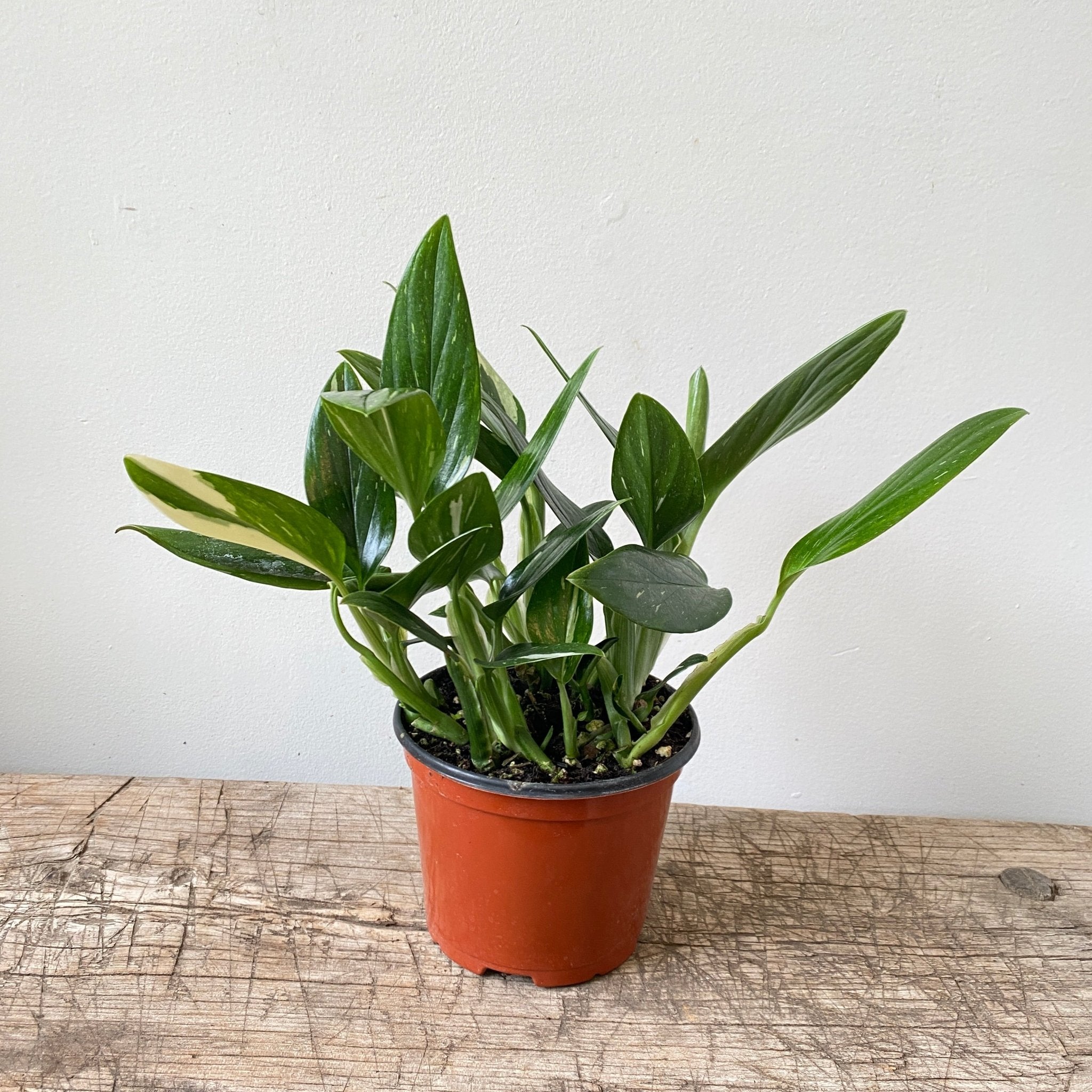 6" Monstera Standleyana Albo (Variegated) - MIKAPlants