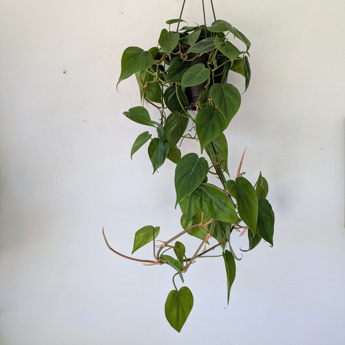 6" Philodendron in HB - MIKA
