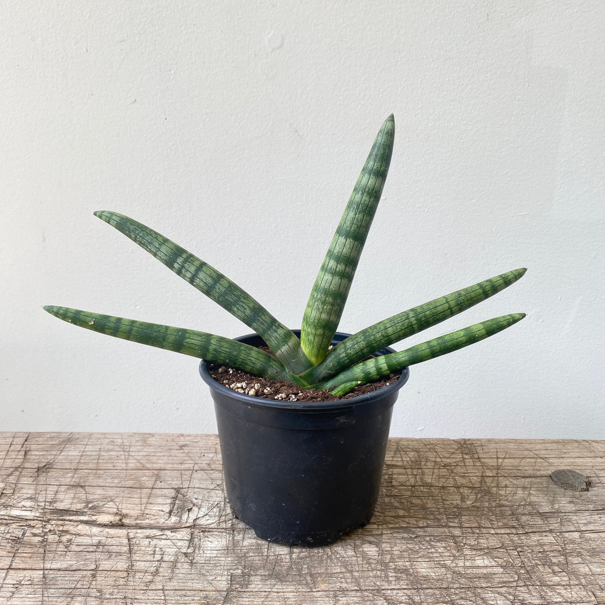 6" Sansevieria Starfish - MIKAPlant