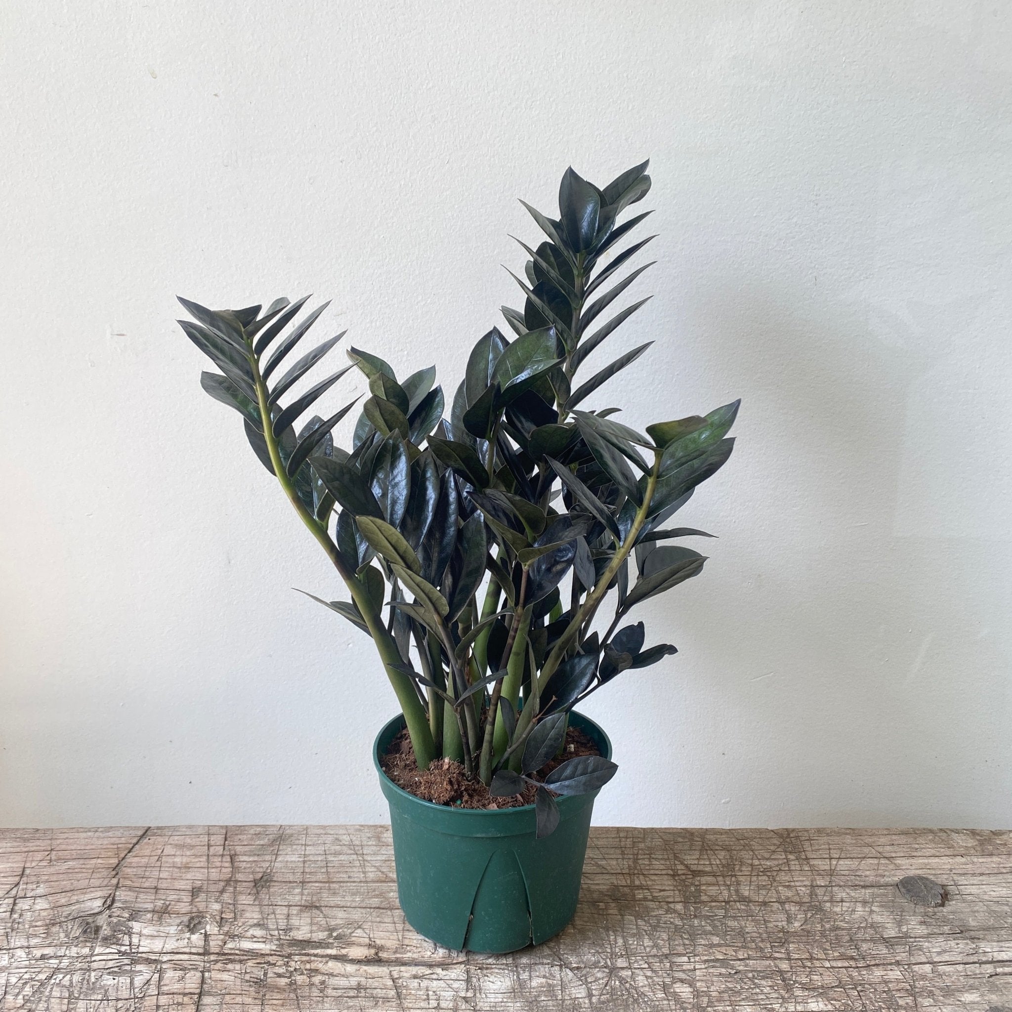 6" ZZ plant Raven - MIKAPlant