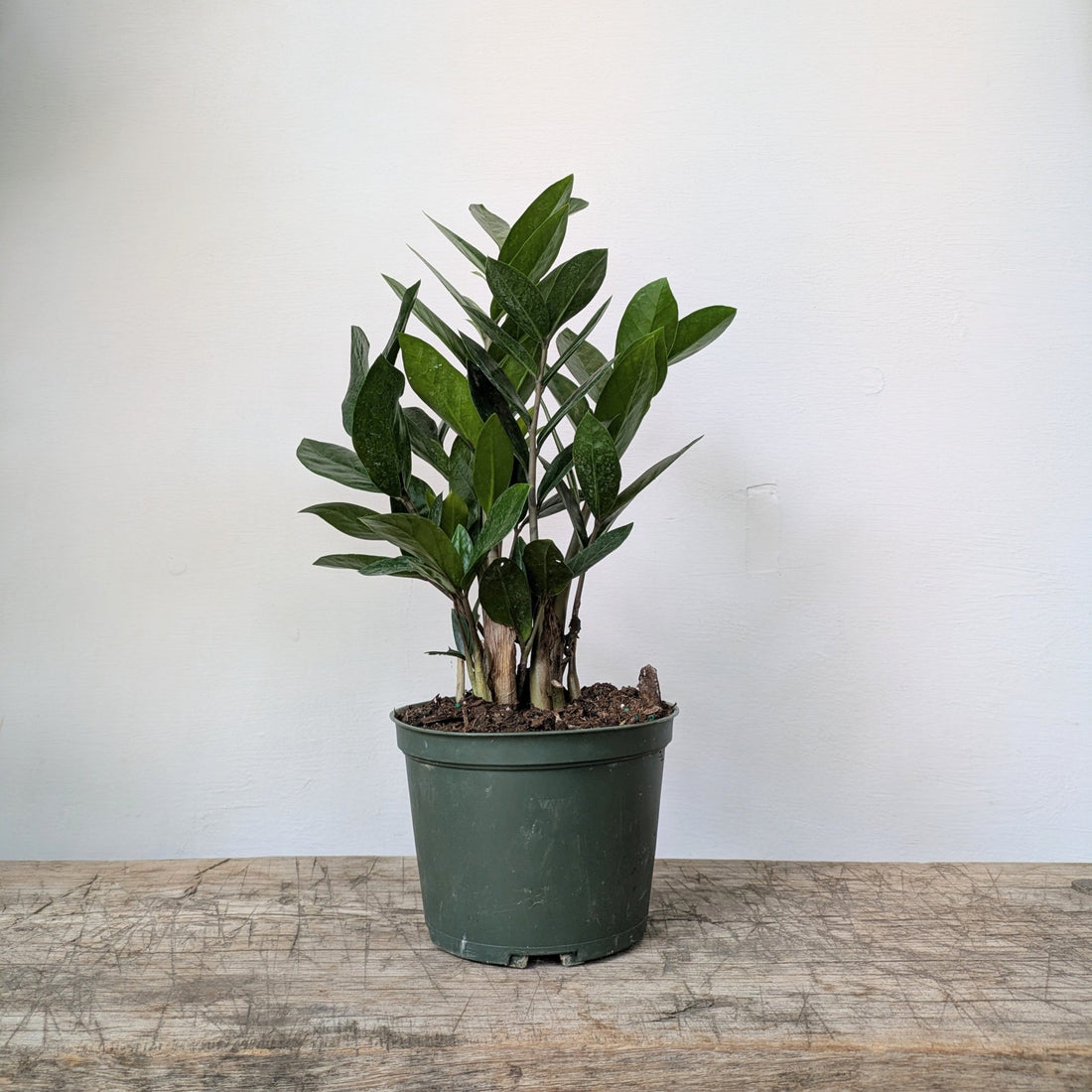 6" ZZplant - MIKAPlant