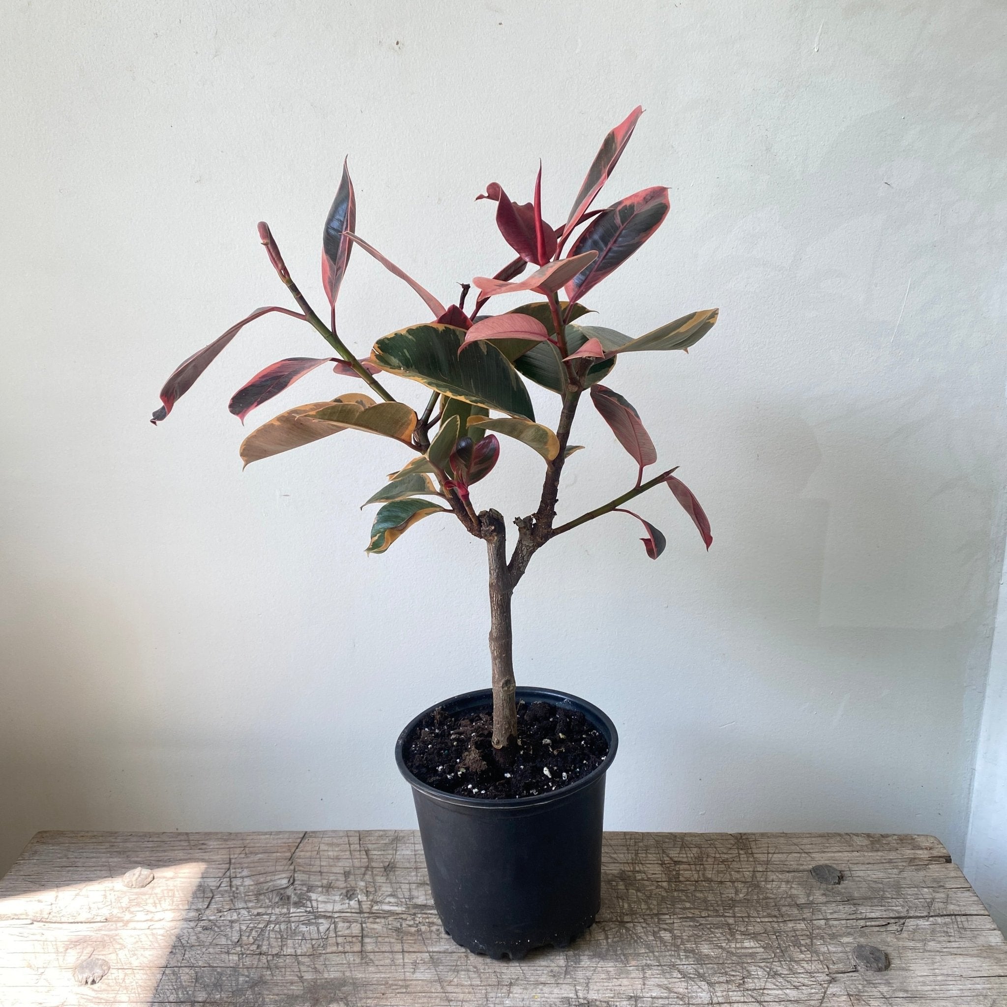 8" Ficus Rubber - MIKAPlant