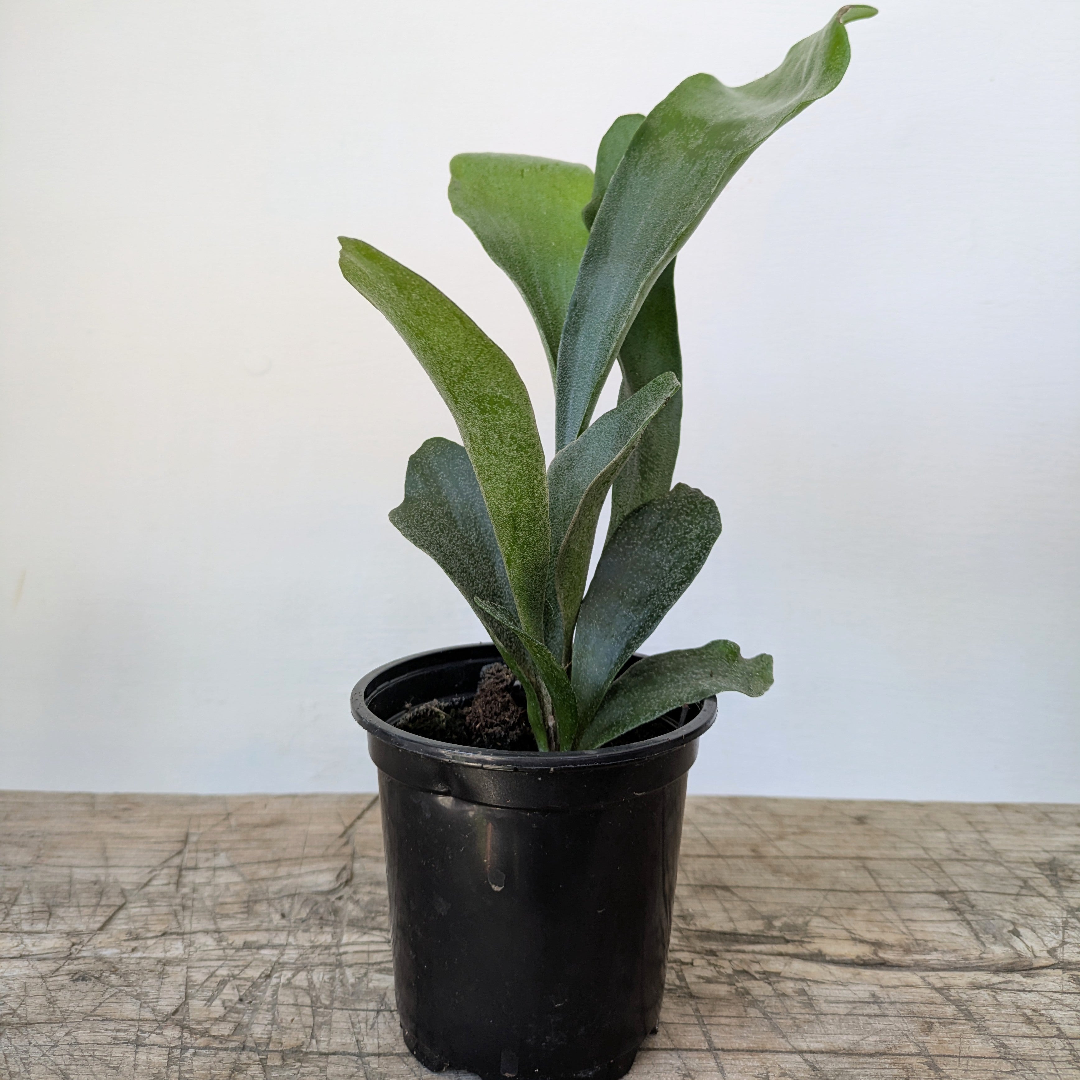4" Staghorn Fern