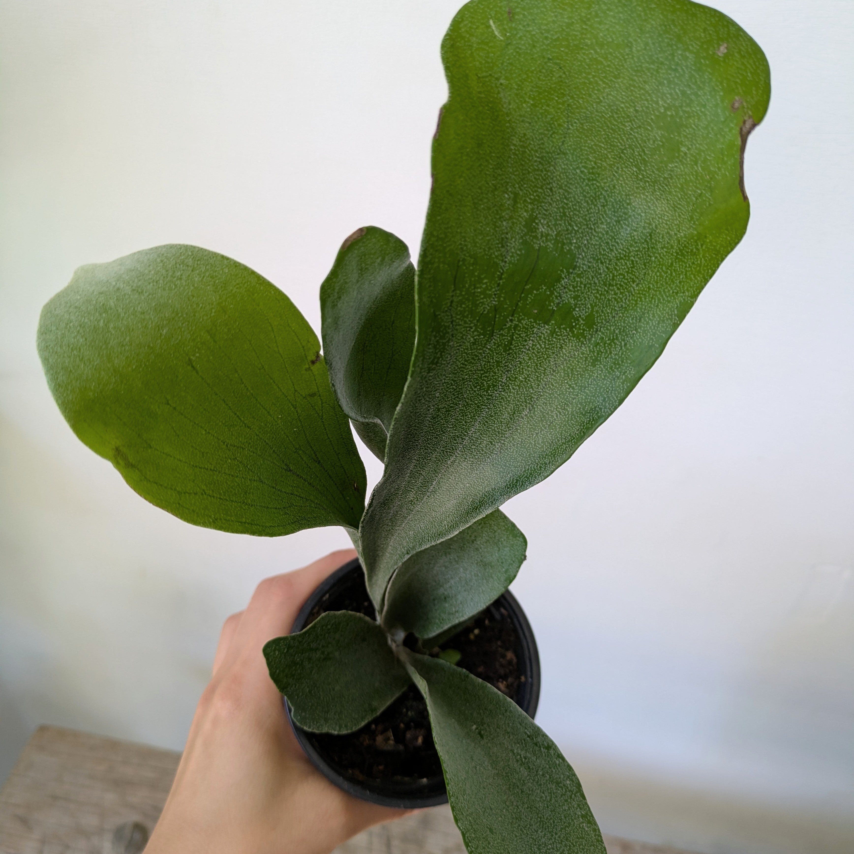 4" Staghorn Fern