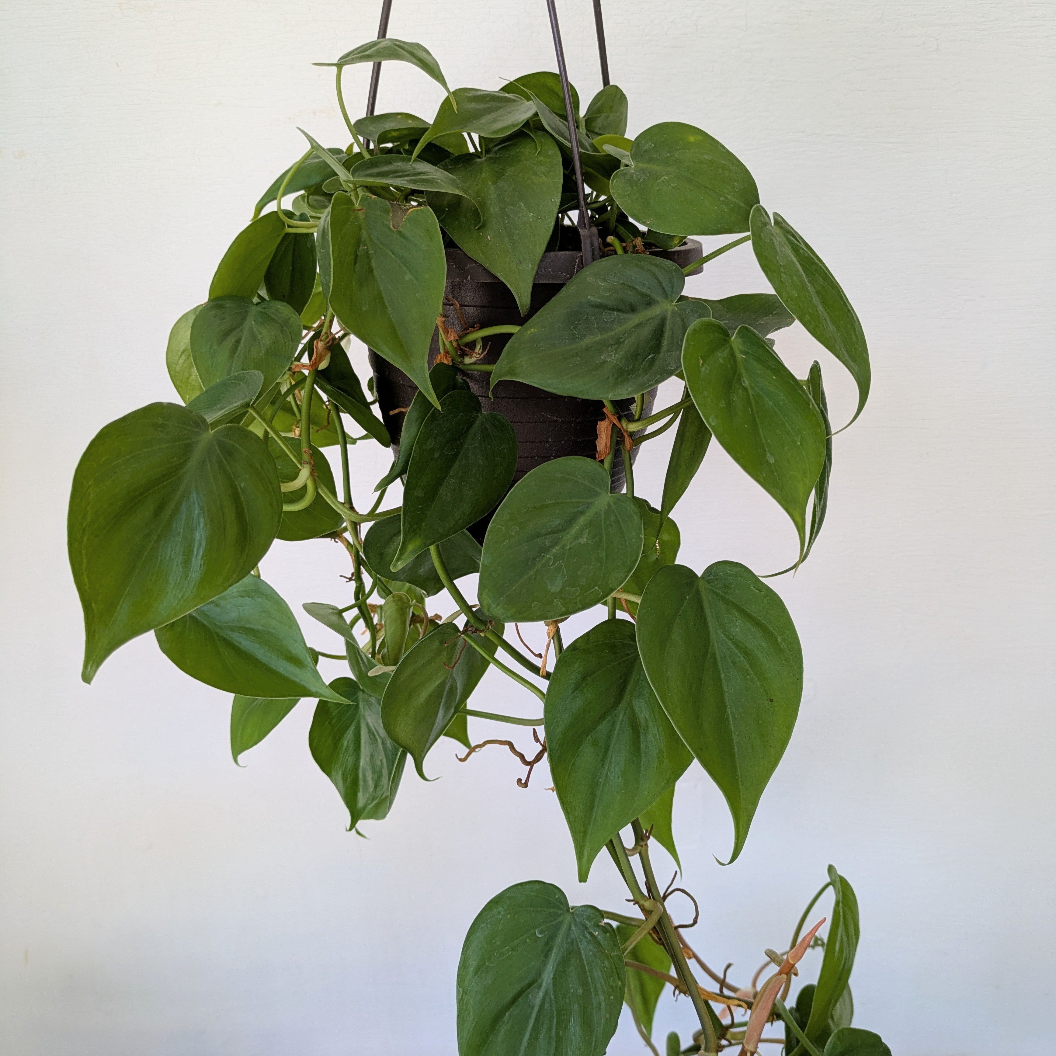 6" Philodendron in HB