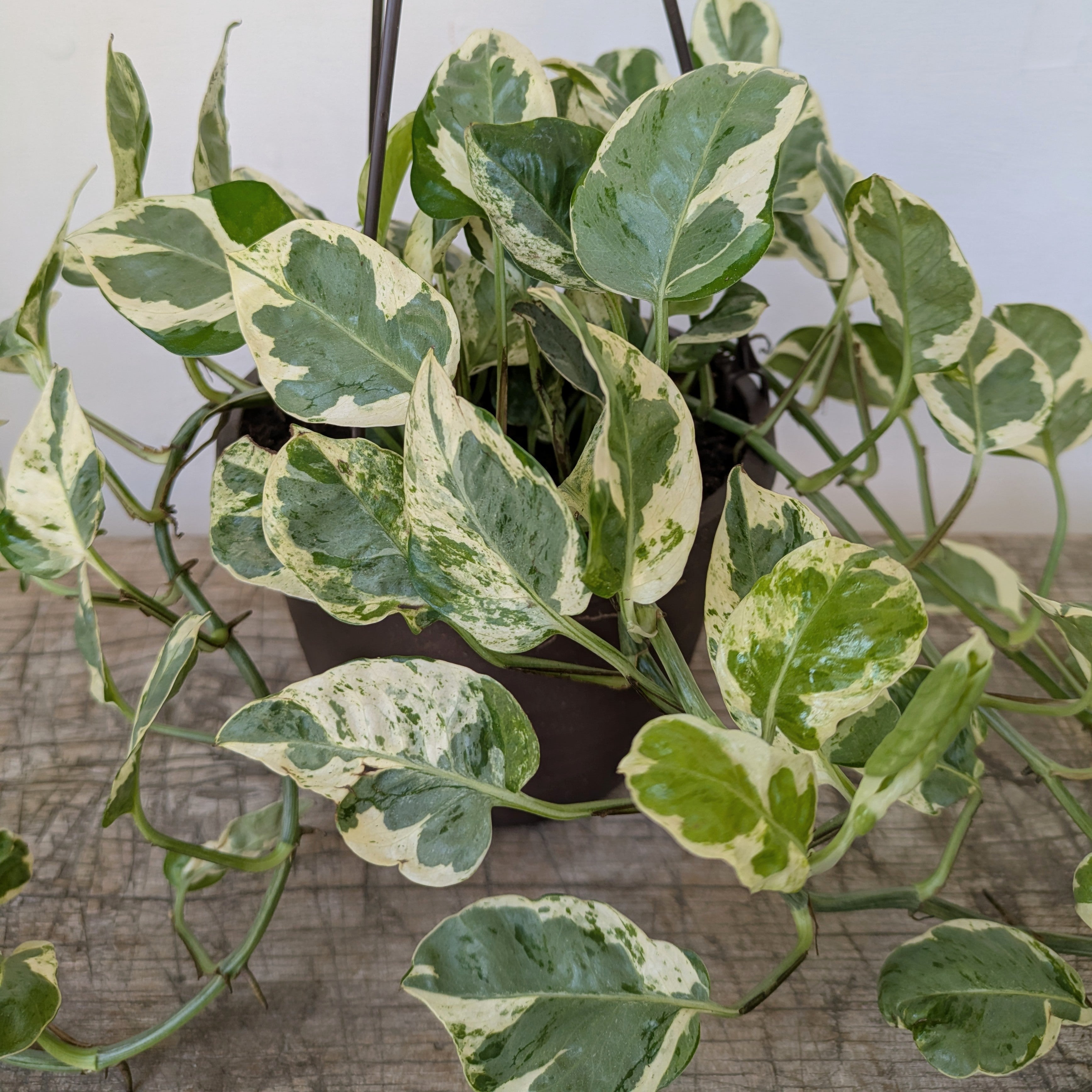 6” Hanging pothos