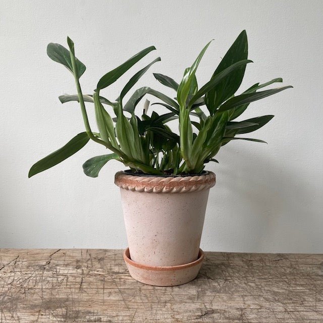 Bergs Potter - Emilia - MIKAHardgoods