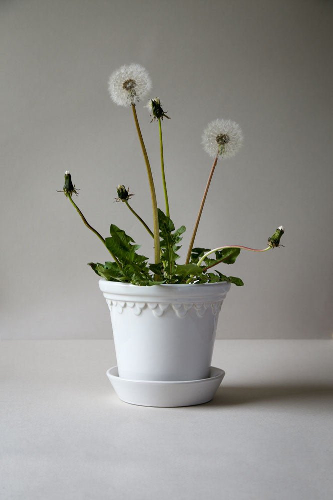 Bergs Potter - Københavener White Glazed - MIKAHardgoods