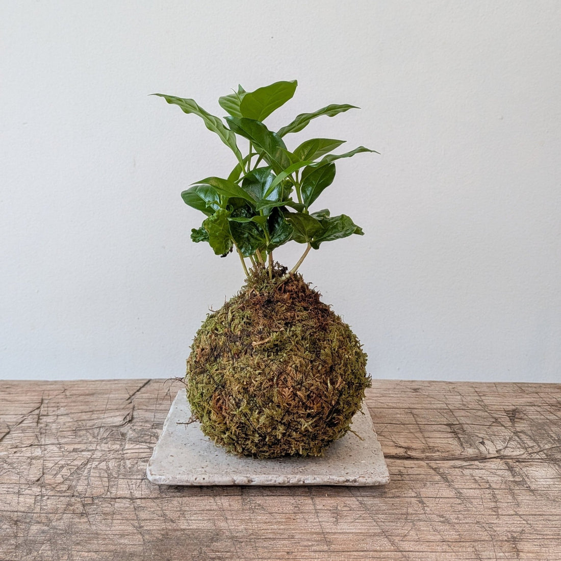 Kokedama - Coffee tree - MIKAPlant