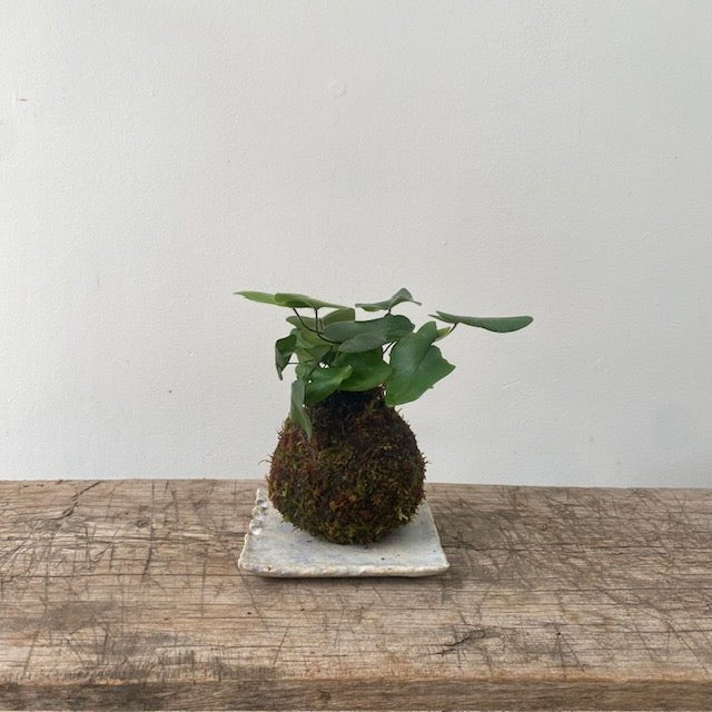Kokedama – Heart Shape Fern - MIKAPlant