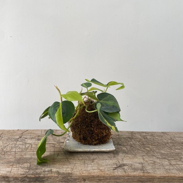 Kokedama – Philodendron Brasil - MIKAPlant