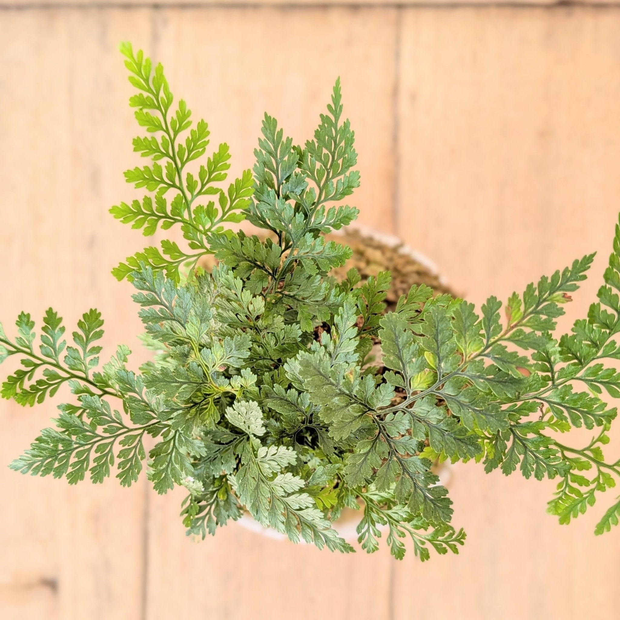 Kokedama - Rabbit foot Fern - MIKAPlant