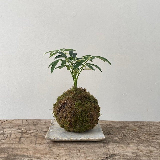 Kokedama – Schefflera - MIKAPlant