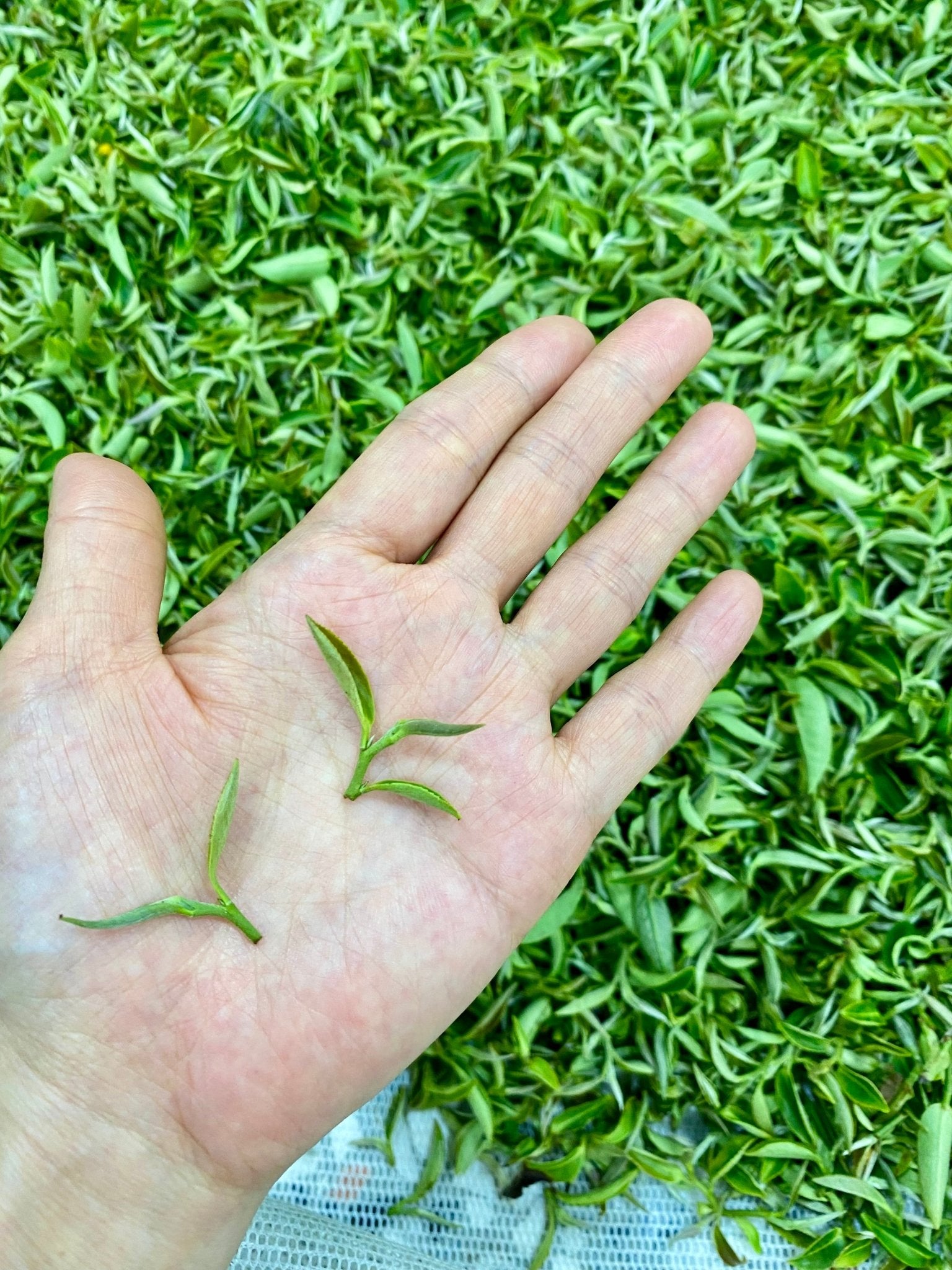 Taiwanese Tea Workshop - MIKAWorkshop