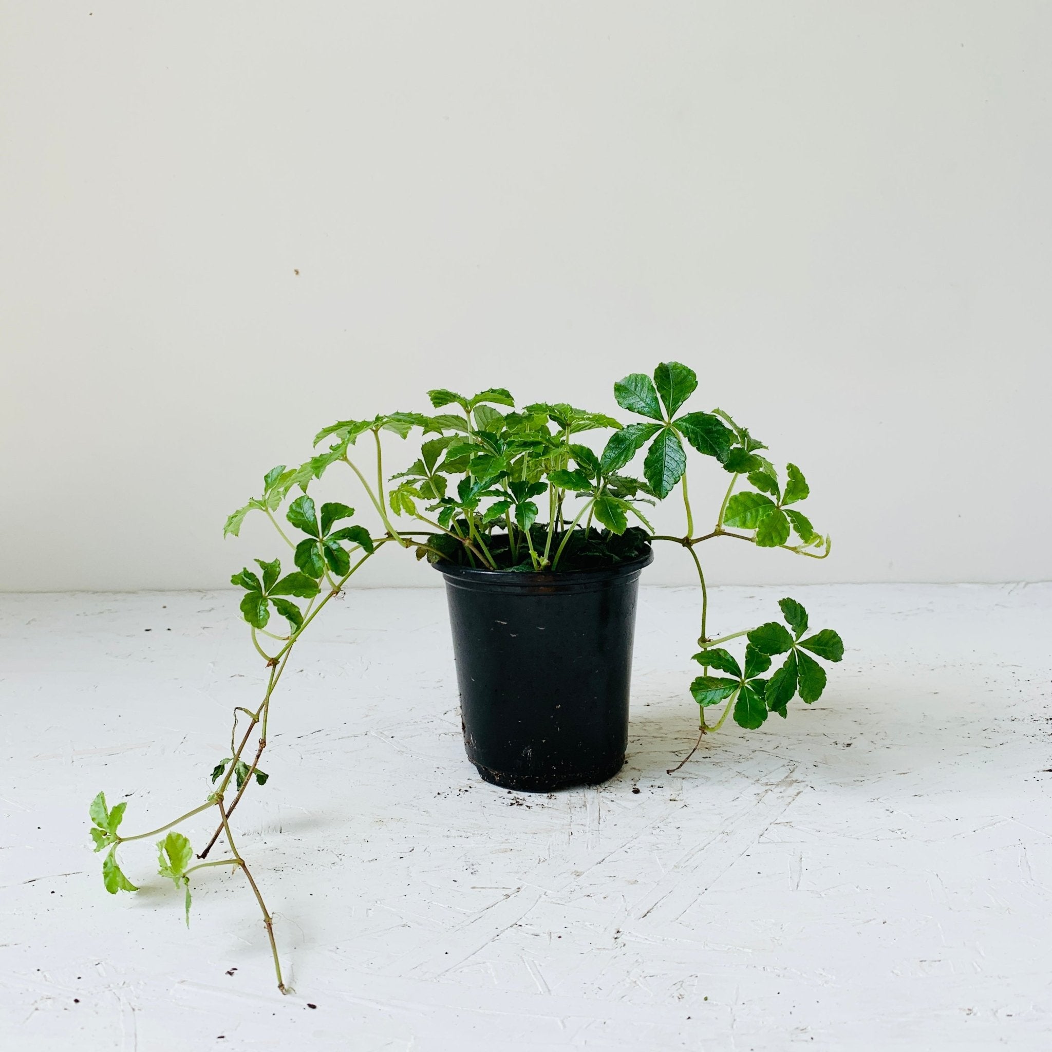 3.5" Sugar Vine - MIKAFleur