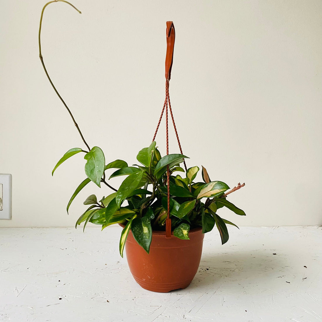 6&quot; Hoya Tricolor HB - MIKAFleurPlant
