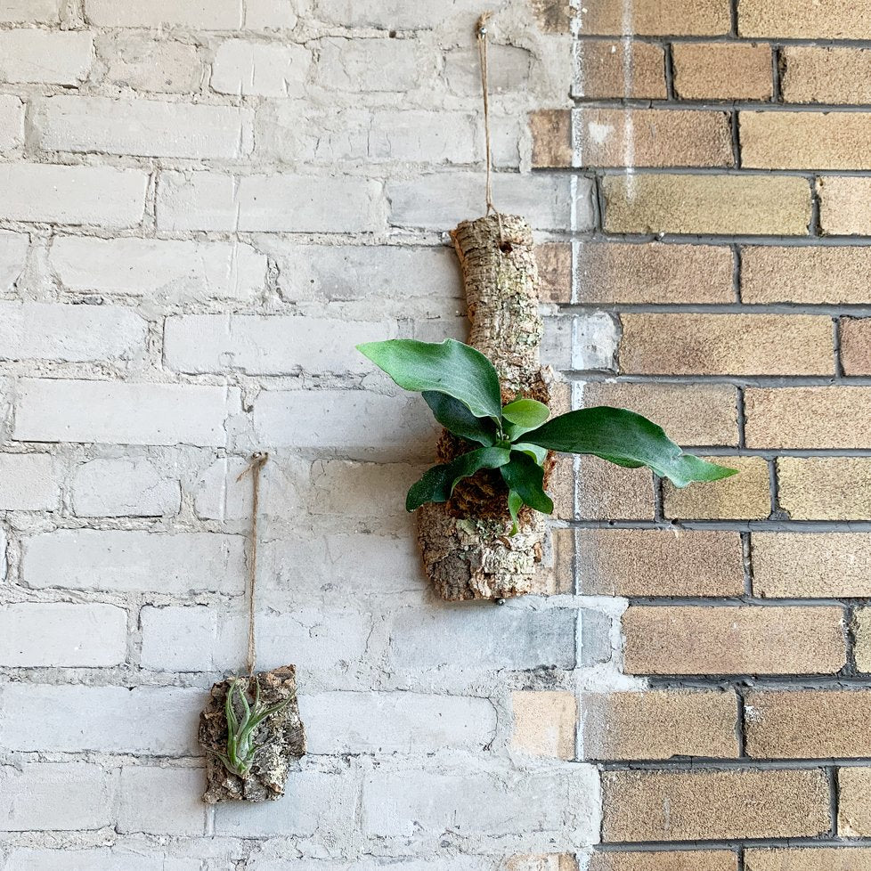 Workshop: Staghorn Fern and Air Plant Mounting on Cork Bark - MIKAFleurWorkshop