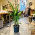 10" Bird of Paradise - MIKAFleurPlant