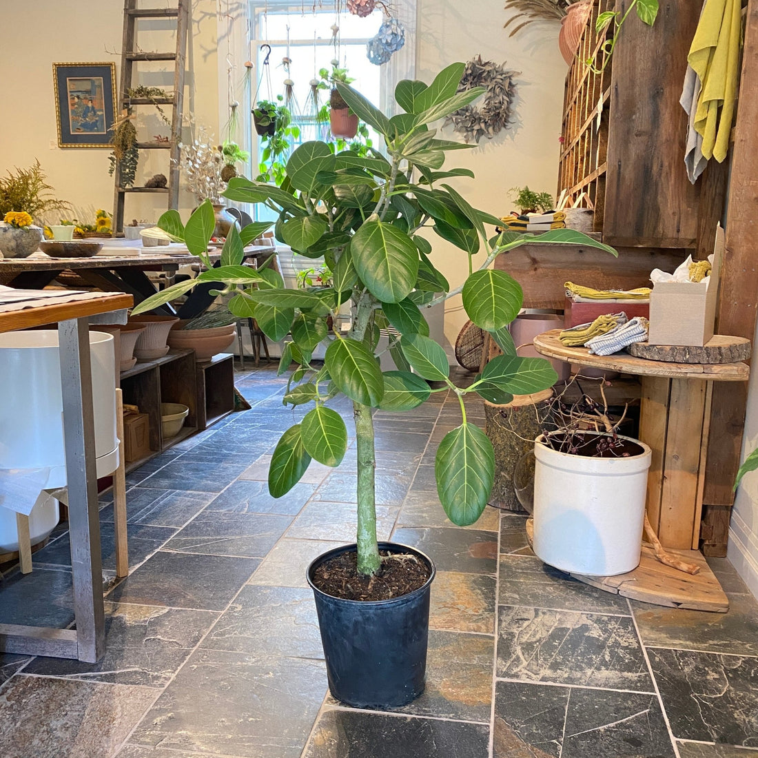 10&quot; Ficus Audrey - MIKAPlants