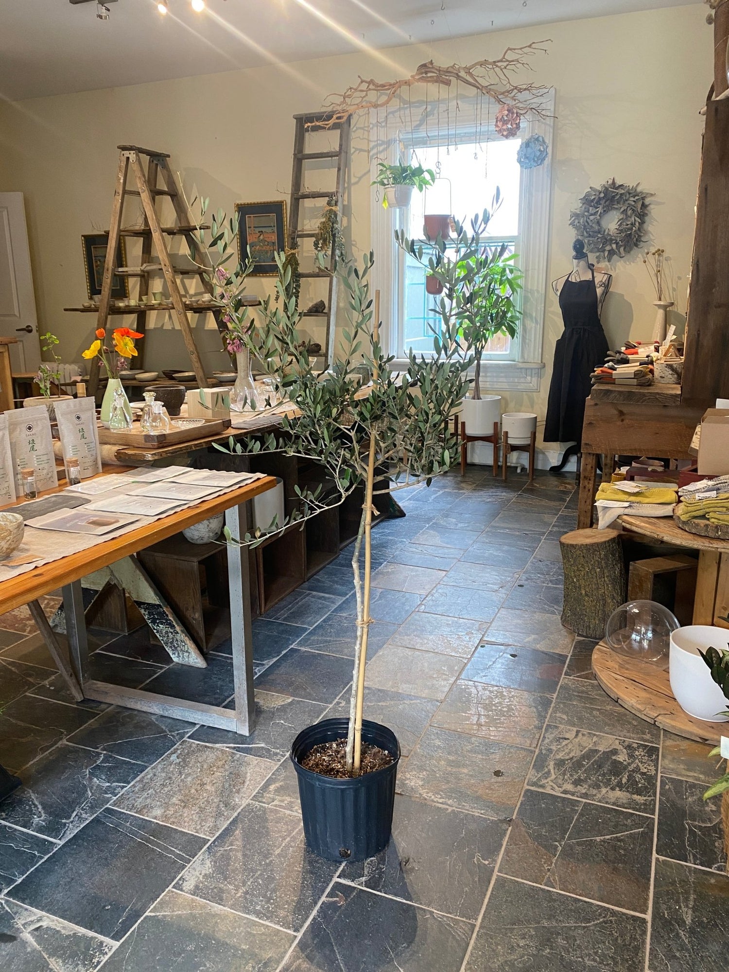 10&quot; Olive Tree - MIKA