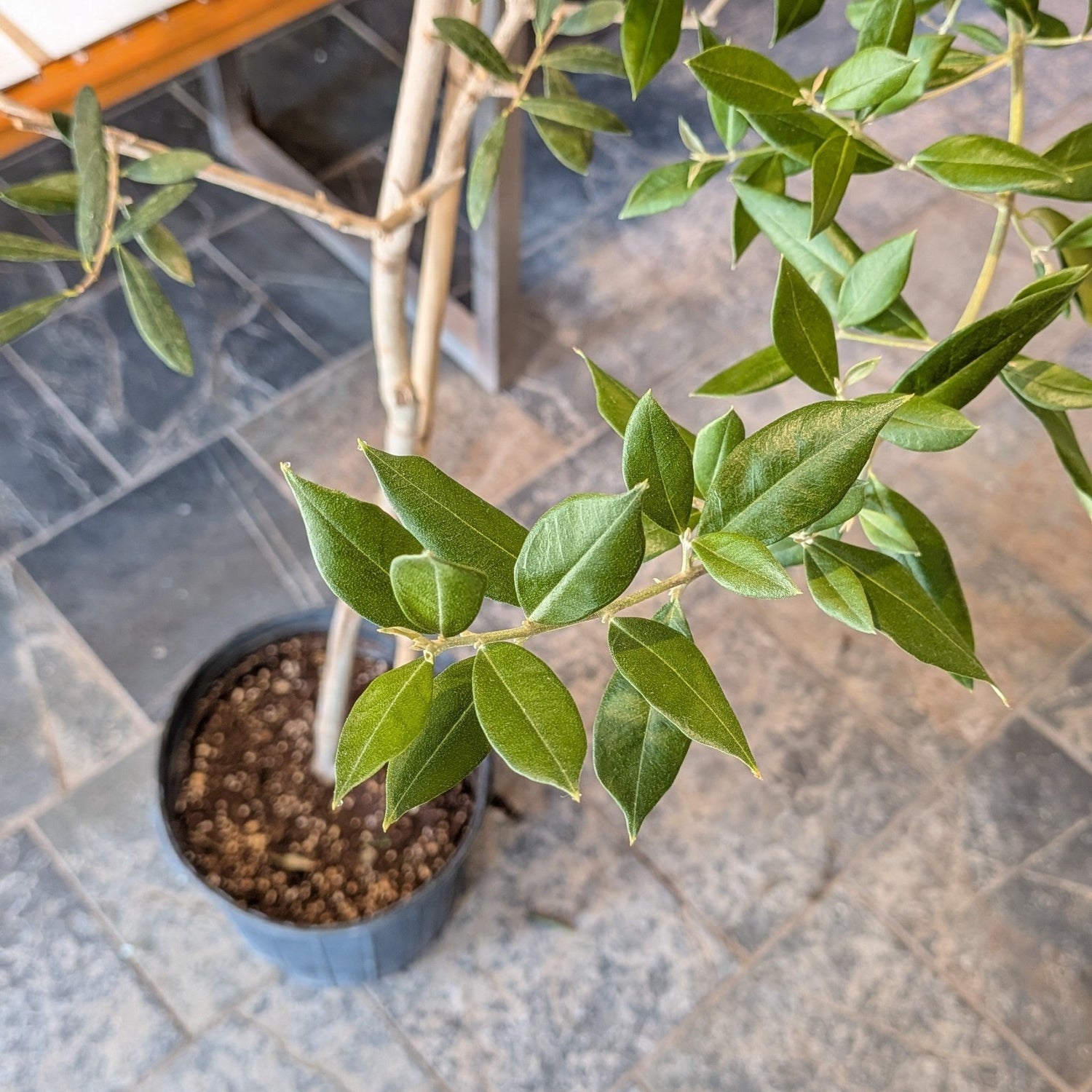 10" Olive Tree - MIKA